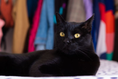 Close-up portrait of black cat at home