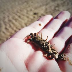 Close-up of hand holding crab on sand