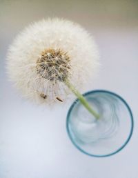 Close-up of dandelion on white table