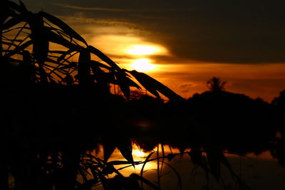 Silhouette plants against sky during sunset