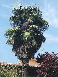 Low angle view of palm tree against sky