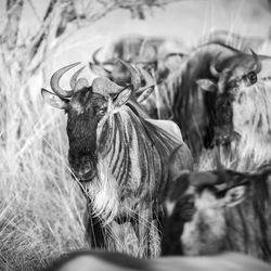 Wildebeest in a field