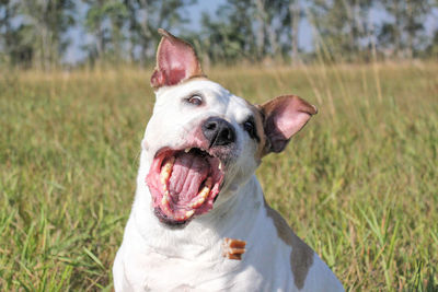 Close-up of dog yawning in grass