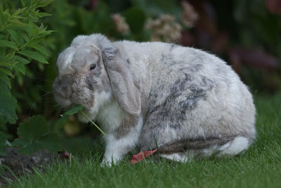 Pet white, grey and brown lop eared bunny rabbit eats greenery in the garden