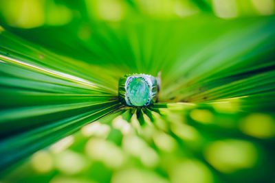 Close-up of a flower