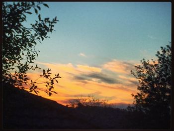 Silhouette of trees at sunset