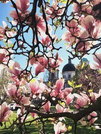 Low angle view of cherry blossom tree