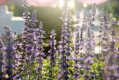 Close-up of purple flowering plants