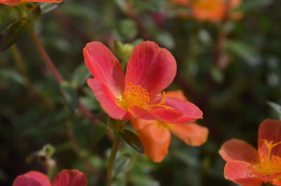 Close-up of red flowering plant