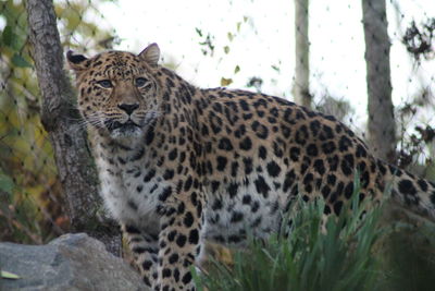 View of a cat on land