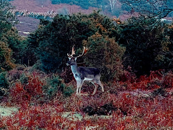 Deer in a forest