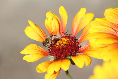 Close-up of insect on yellow flower