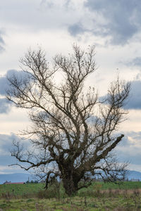 Bare tree on field against sky