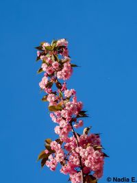 Low angle view of cherry blossoms against clear blue sky