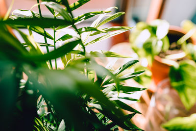 Close-up of green plant