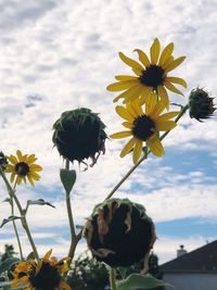 Close-up of yellow flowers blooming against sky