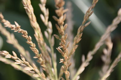 Close-up of wheat growing on field