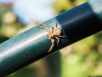 Close-up of spider on pipe