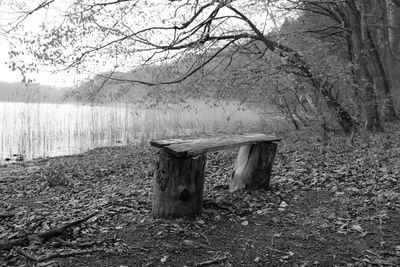 Tree trunk by lake in forest