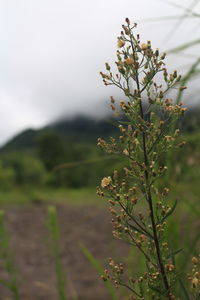 Close-up of flowering plant on field