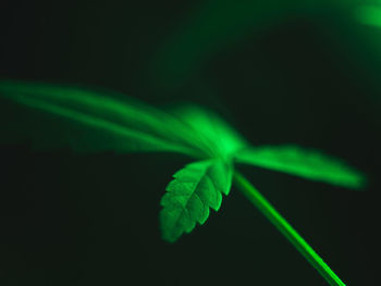 Close-up of green plant against black background