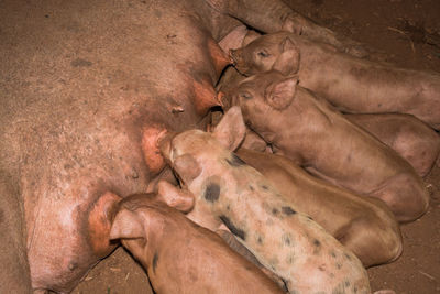 High angle view of little pigs suckling