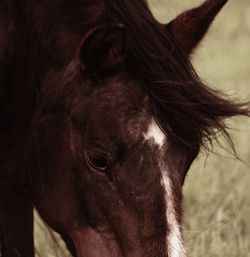 Extreme close up of horse eye