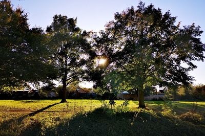 Trees on field against sky