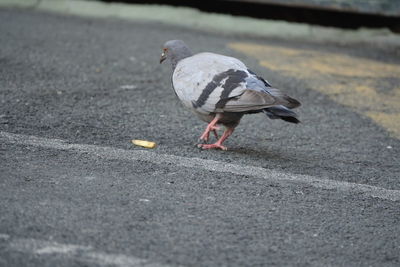 Pigeons perching on footpath