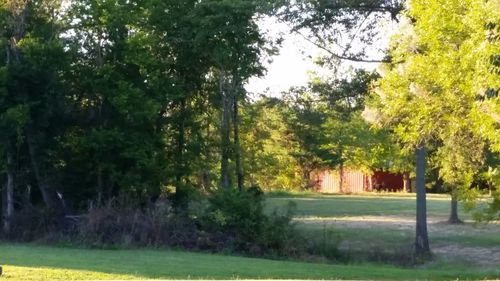 Trees on grassy field