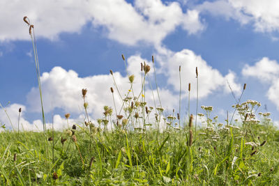 Scenic view of flowering plants on field against sky