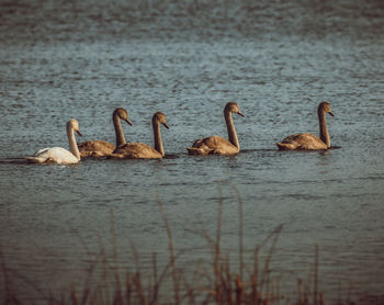 Ducks swimming in lake