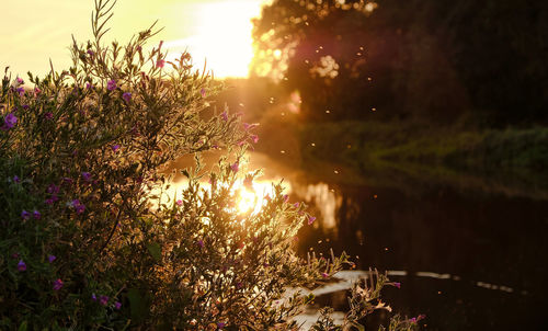 Scenic view of flowering trees against sky during sunset