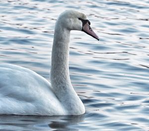 Close-up of swan in lake during winter