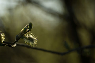 Close-up of plant on tree