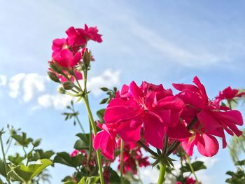 Close-up of bougainvillea blooming against sky
