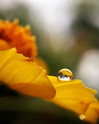 Close-up of yellow flower against blurred background