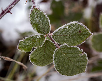 Close-up of frozen plant during winter