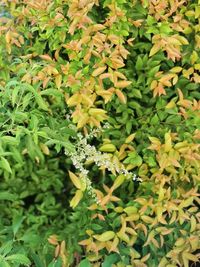 High angle view of flowering plants