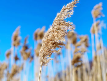 Close-up of stalks against blue sky