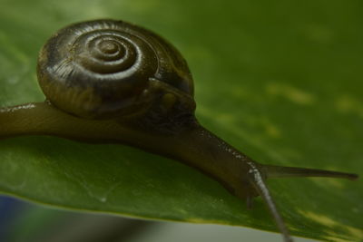 Close-up of snail