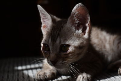 Close-up portrait of a cat