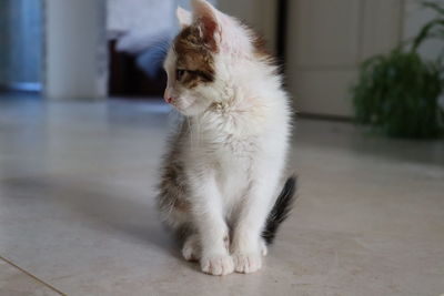 Cat looking away while sitting on floor