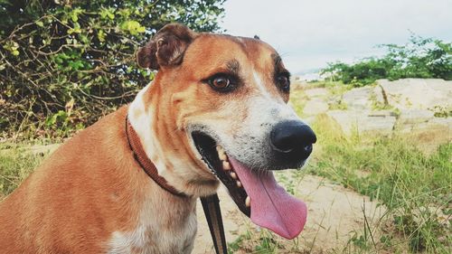 Close-up of a dog looking away
