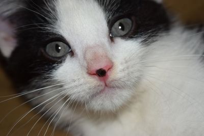 Close-up portrait of cat