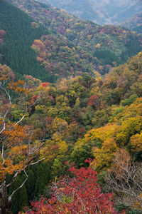 Scenic view of forest during autumn