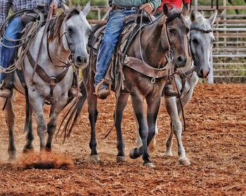 Low section of cowboys riding horses at rodeo