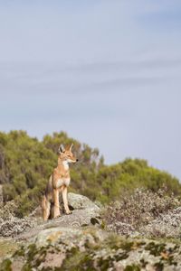 Wolf standing on rock against sky