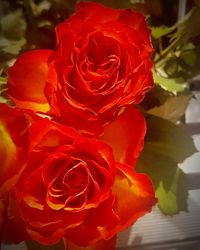 Close-up of red rose