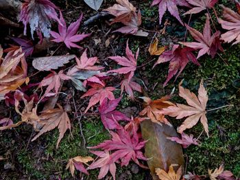 Close-up of maple leaves fallen in autumn